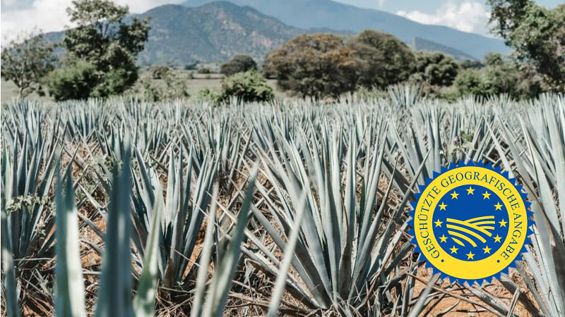 Tequila Agavenfeld mit geografische Angaben Siegel